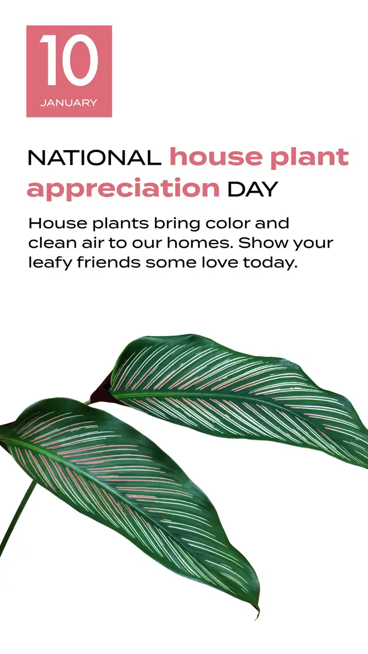 House Plant