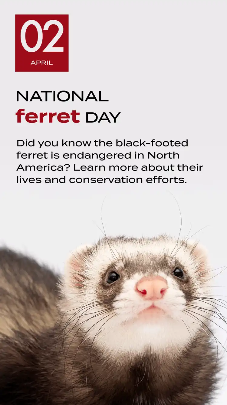 Ferret Day