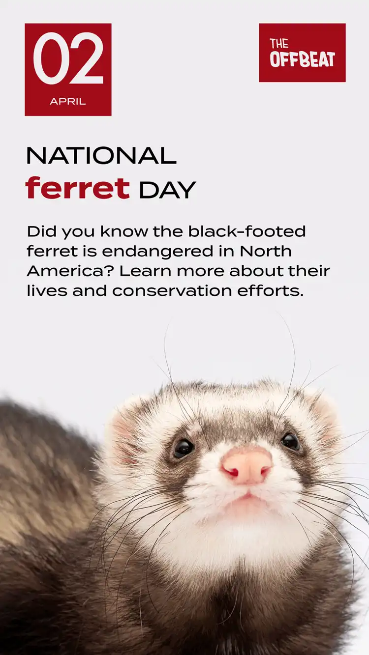 Ferret Day