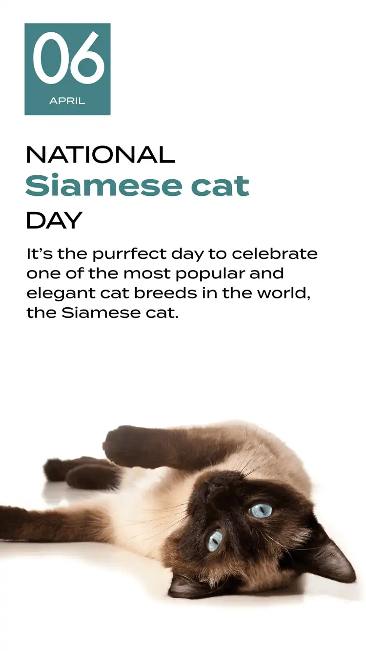 Siamese Cat