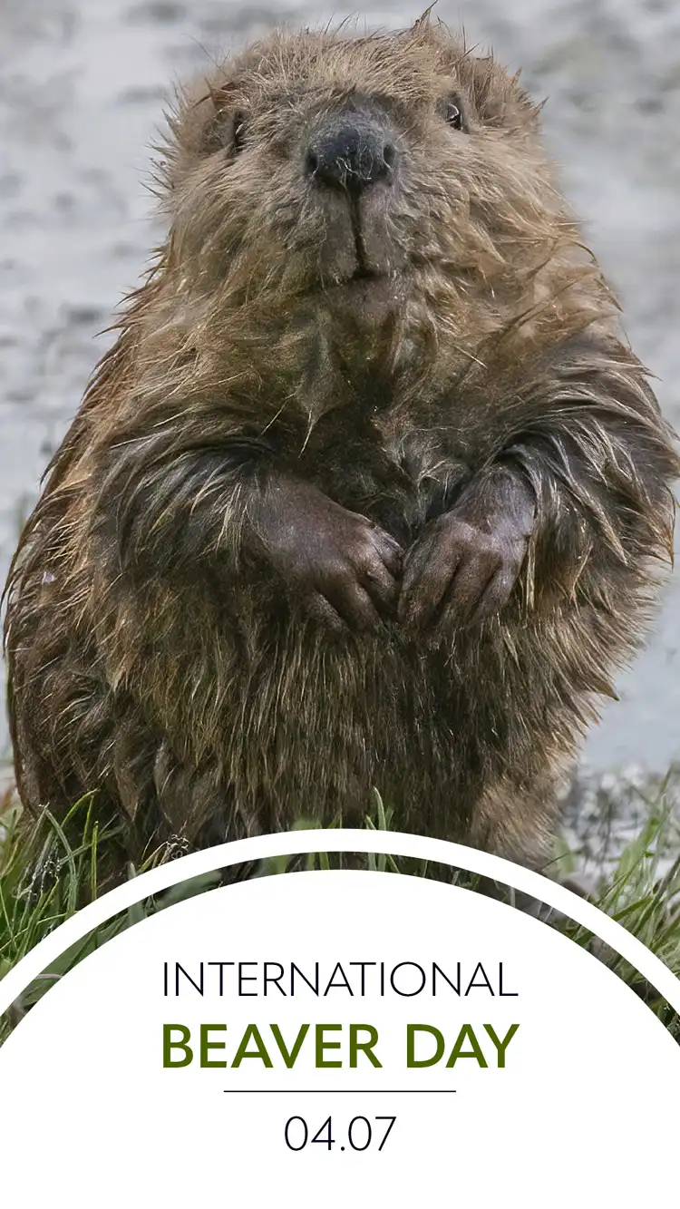 Beaver Day