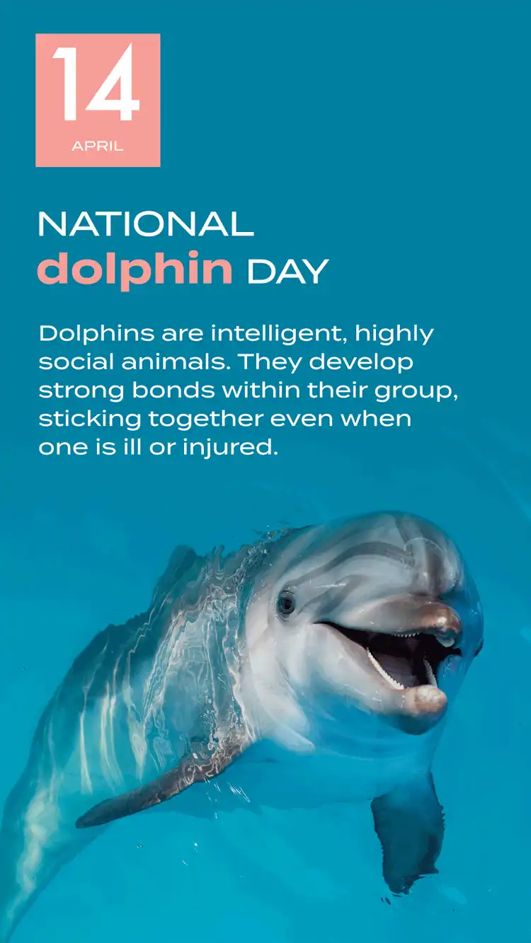 Dolphin Day