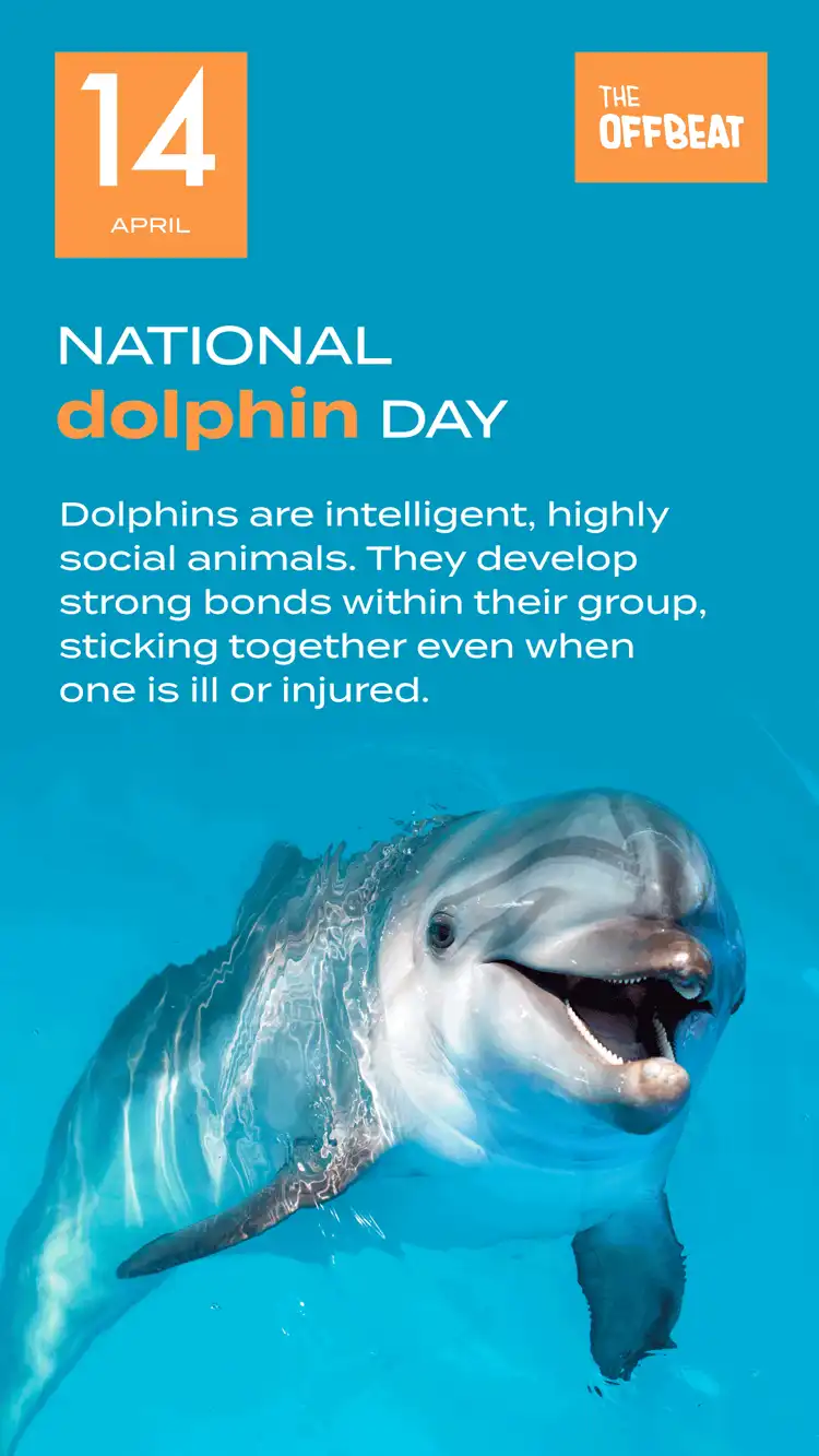Dolphin Day