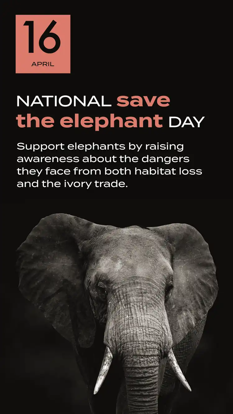Save Elephant