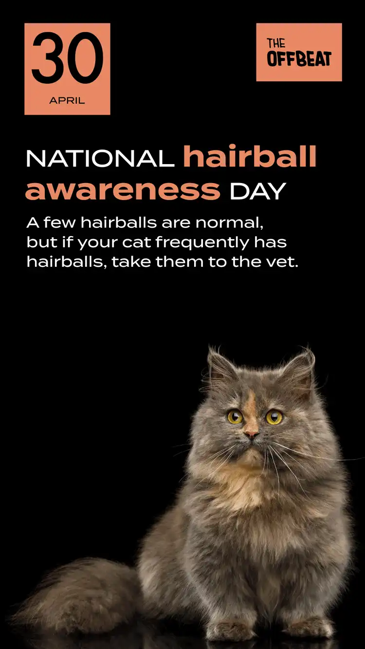 Hairball Awareness