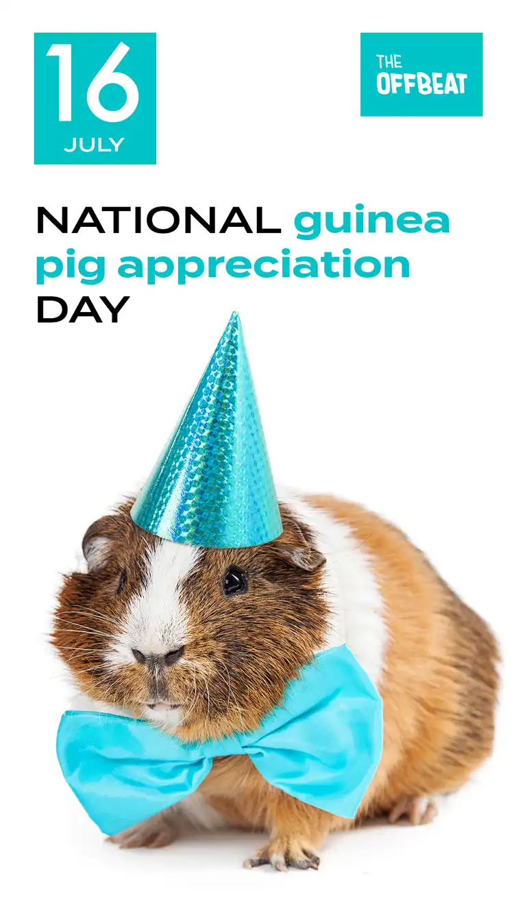 Guinea Pig Appreciation