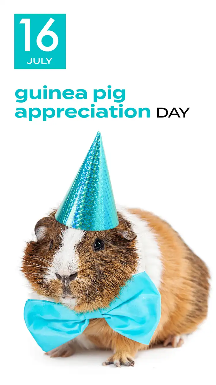 Guinea Pig