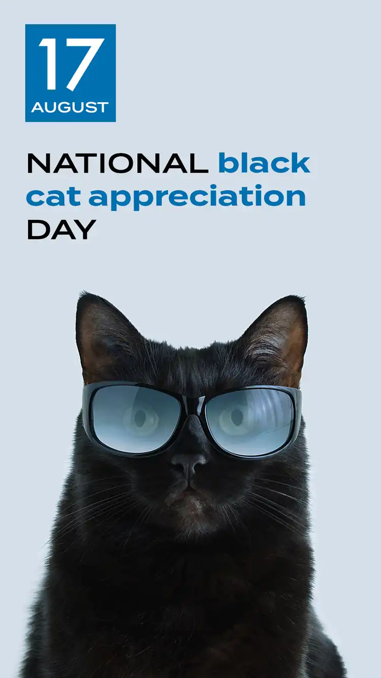 Black Cat Appreciation