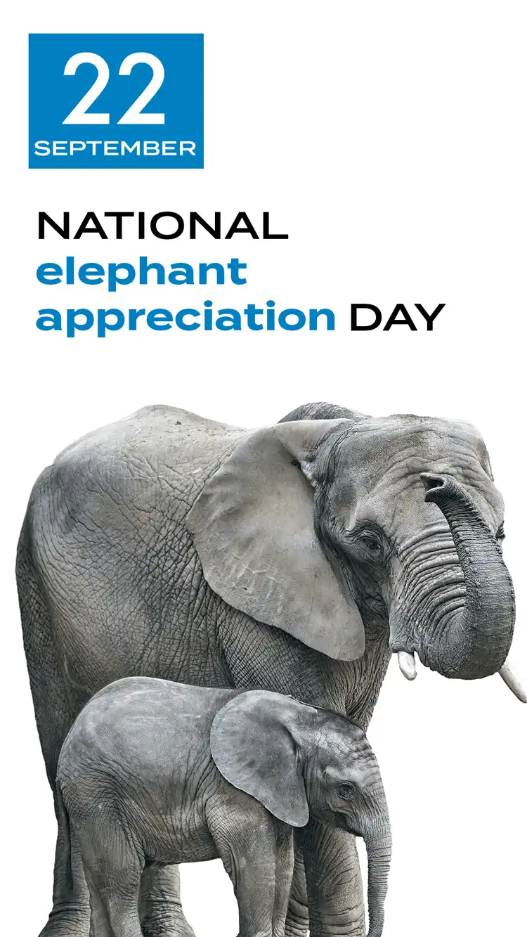 Elephant Appreciation