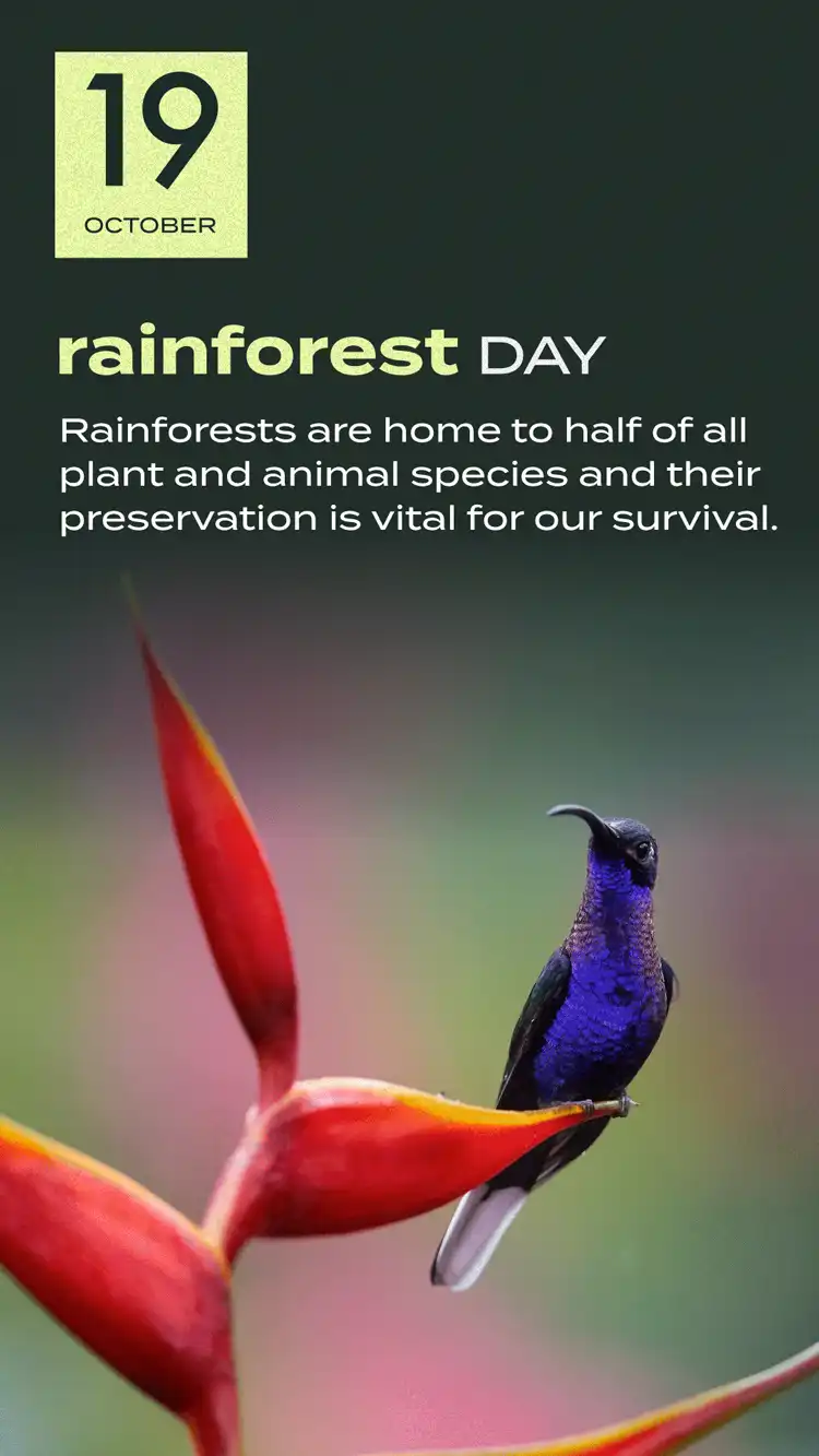Rainforest Day
