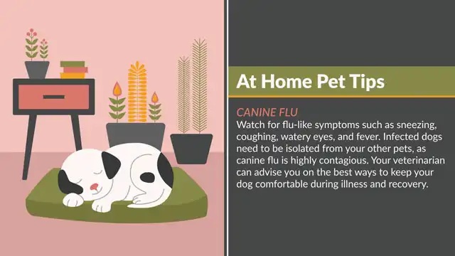 Home Pet Tips  Canine Flu