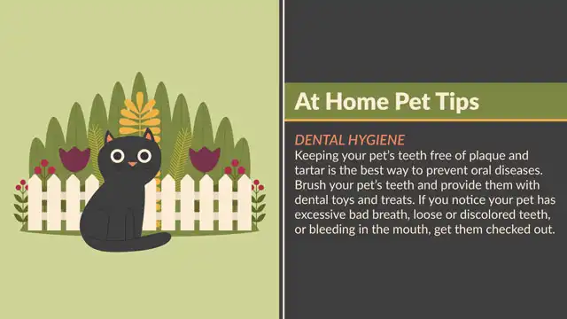 Home Pet Tips  Dental Hygiene