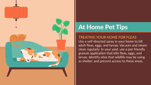 Home Pet Tips  Fleas Home