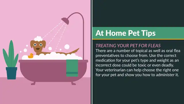 Home Pet Tips  Fleas Pet
