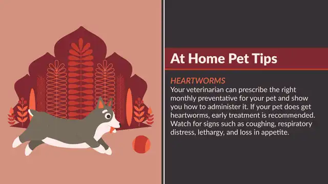 Home Pet Tips  Heartworms