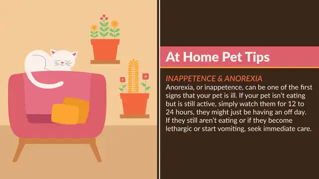 Home Pet Tips  Inappetence Anorexia