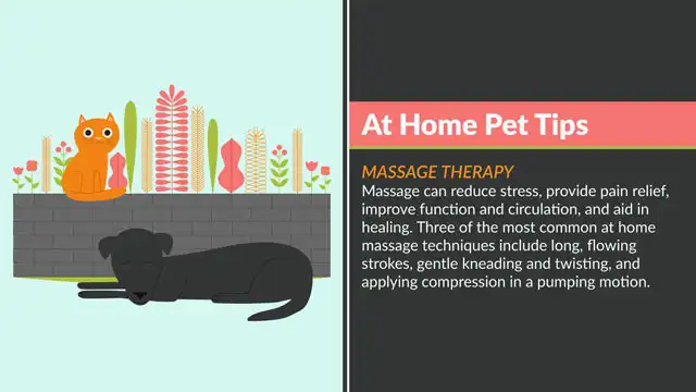 Home Pet Tips  Massage Therapy