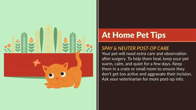 Home Pet Tips  Spay Neuter