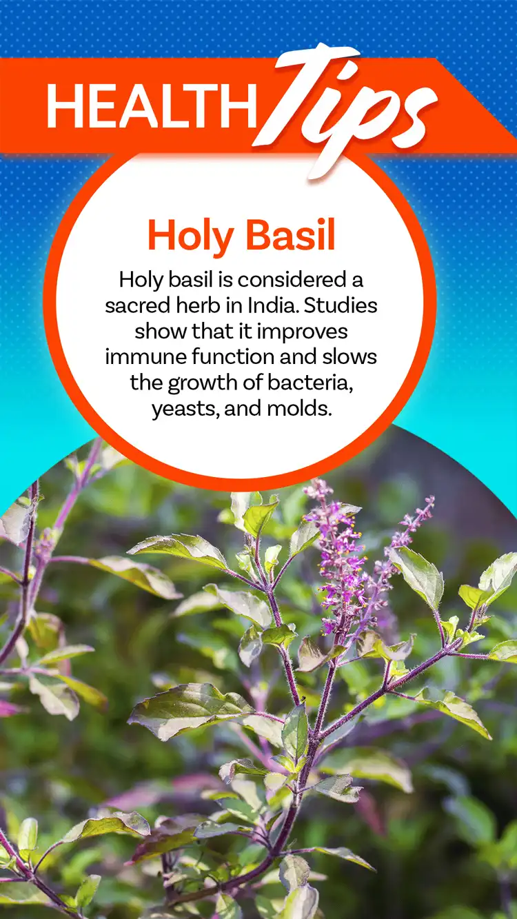 Health Tips  Holy Basil