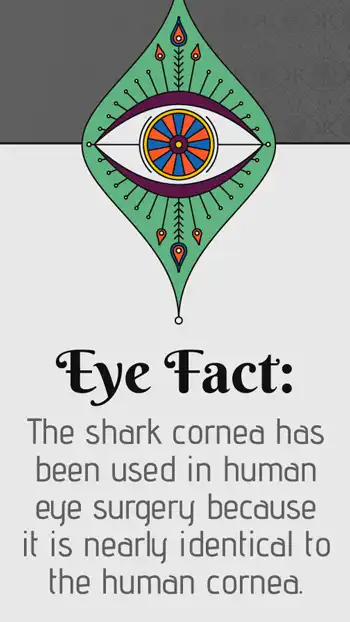 Ophthalmology  Eye Fact  Shark Cornea