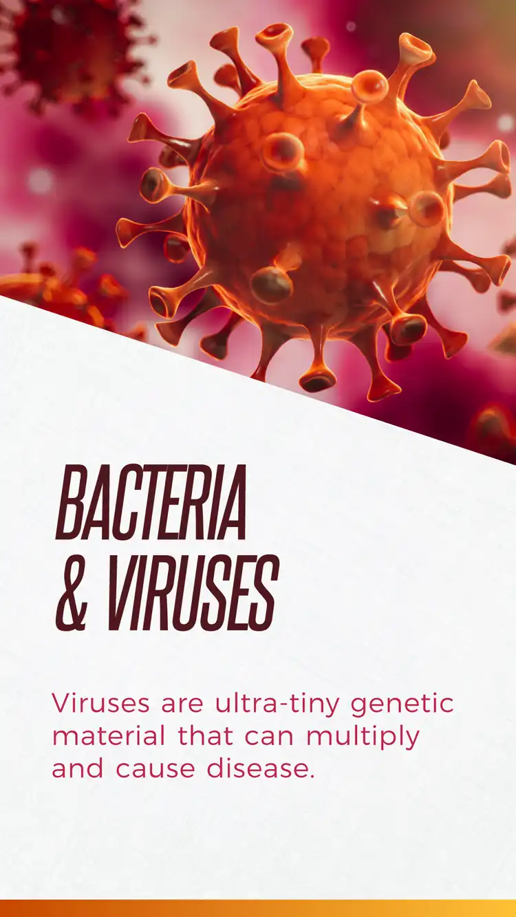 Bacteria Virus