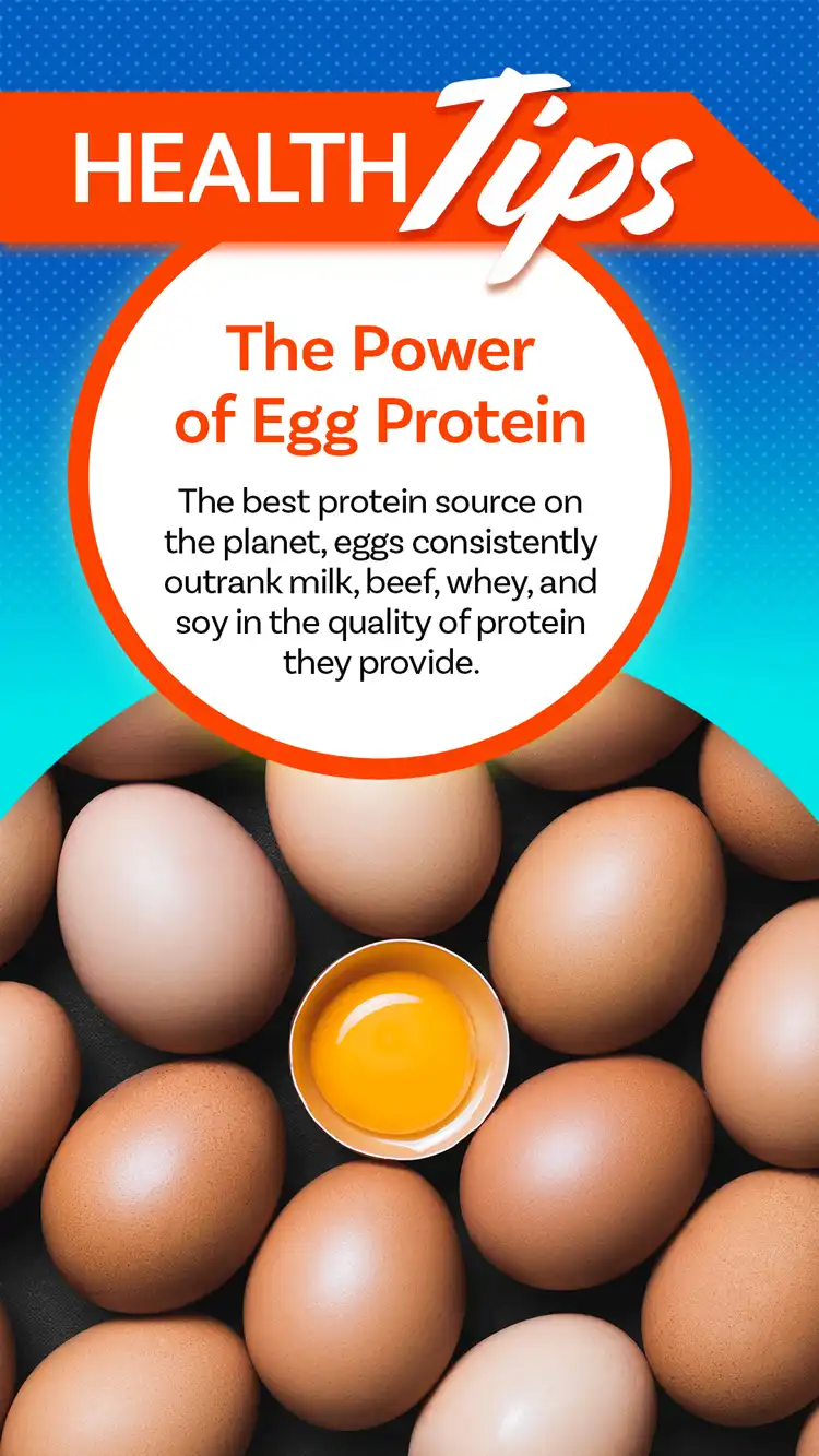 Health Tips  Egg Protein