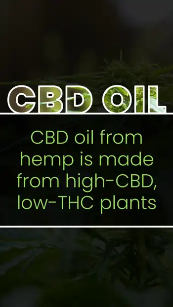 CBD Oil