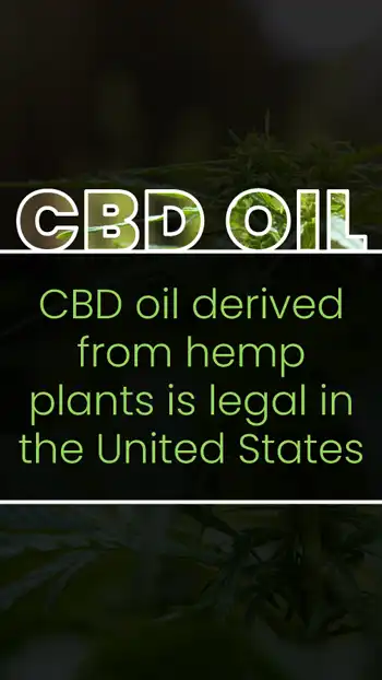 CBD Oil