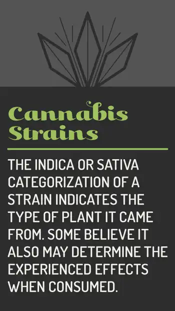 Cannabis Strains