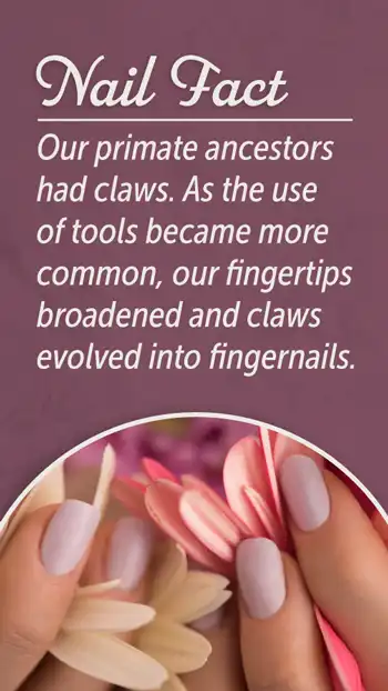 Nails  Evolution