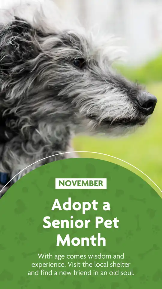 Adopt A Senior Pet Month