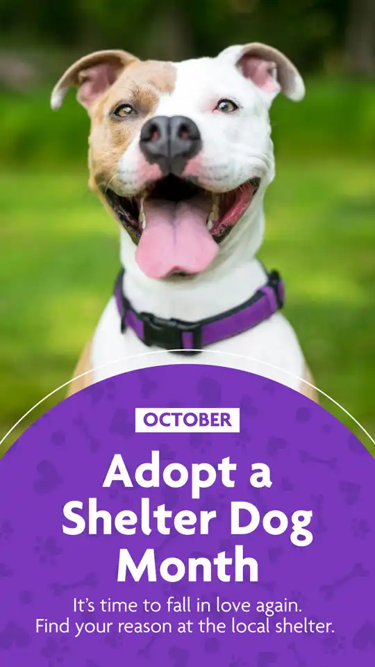Adopt A Shelter Dog Month