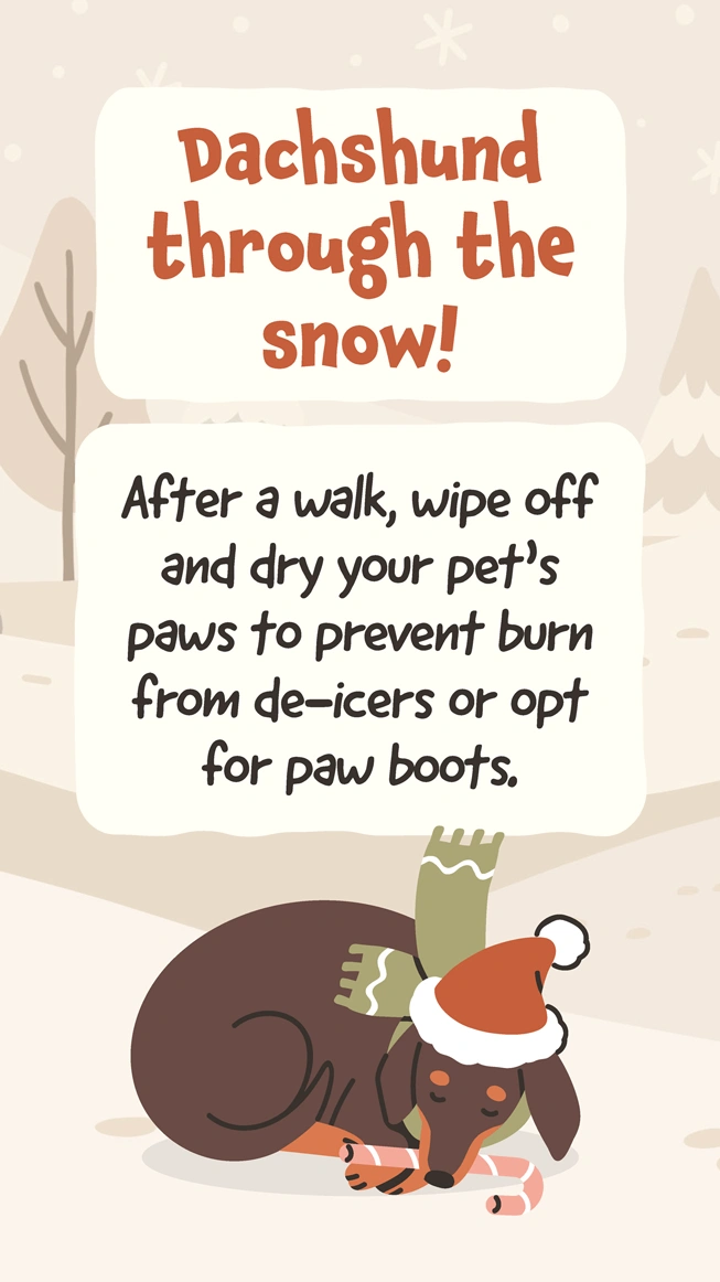 Fall Winter Pet Safety 6