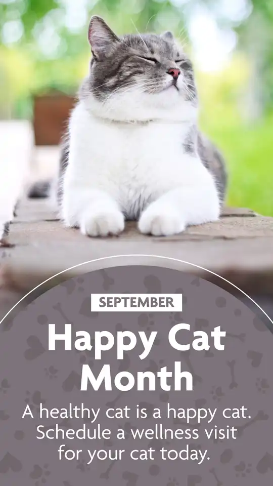 Happy Cat Month