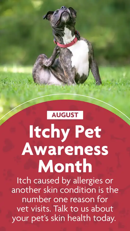 Itchy Pet Awareness Month