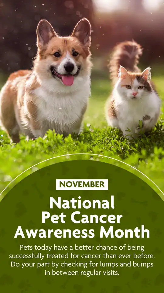 National Pet Cancer Awareness Month