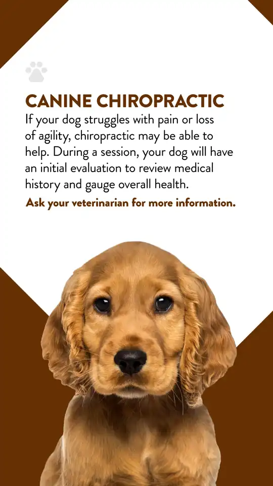 Office  Canine Chiropractic