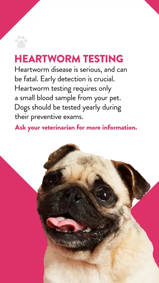 Office  Heartworm Testing