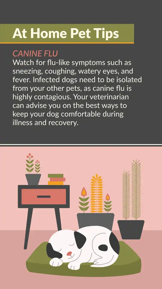 Home Pet Tips  Canine Flu