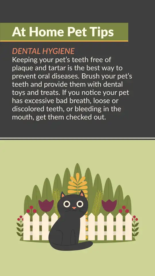 Home Pet Tips  Dental Hygiene