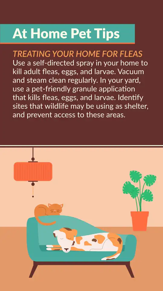 Home Pet Tips  Fleas Home