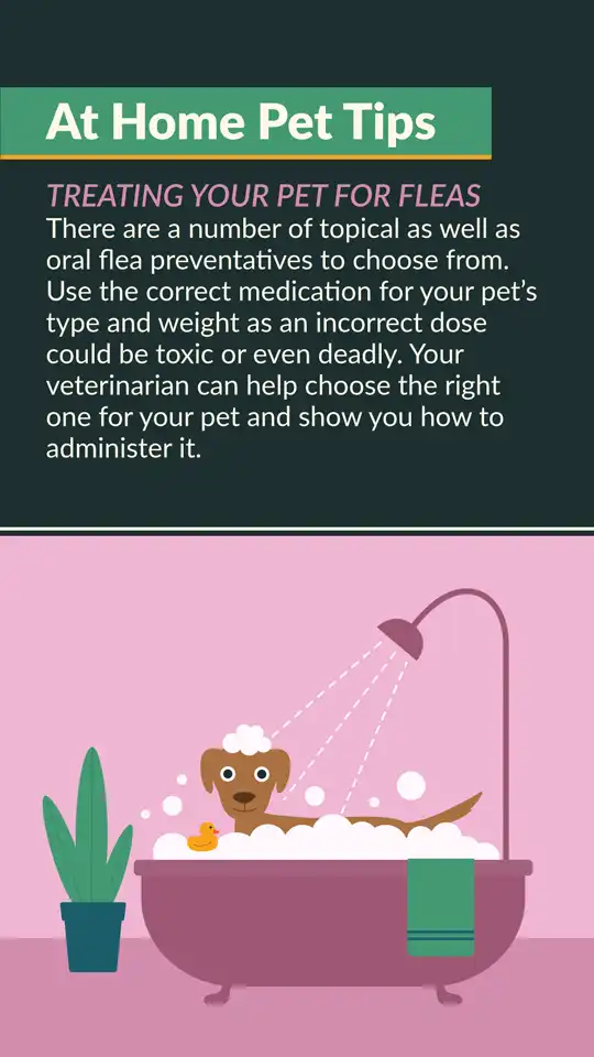 Home Pet Tips  Fleas Pets