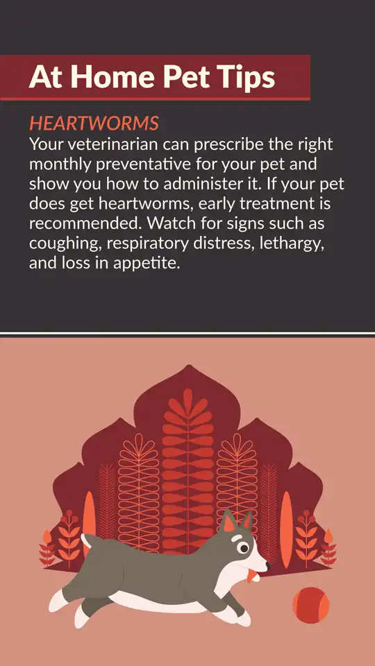 Home Pet Tips  Heartworms