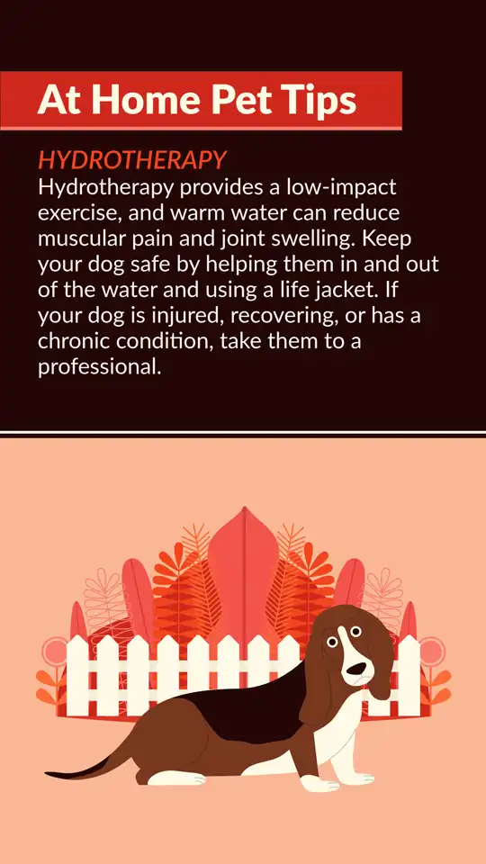 Home Pet Tips  Hydrotherapy