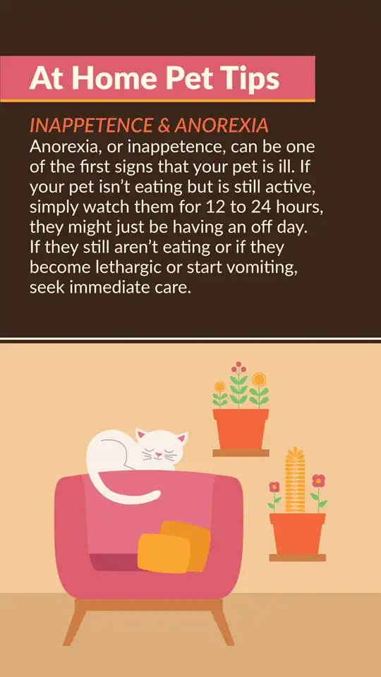 Home Pet Tips  Inappetence Anorexia