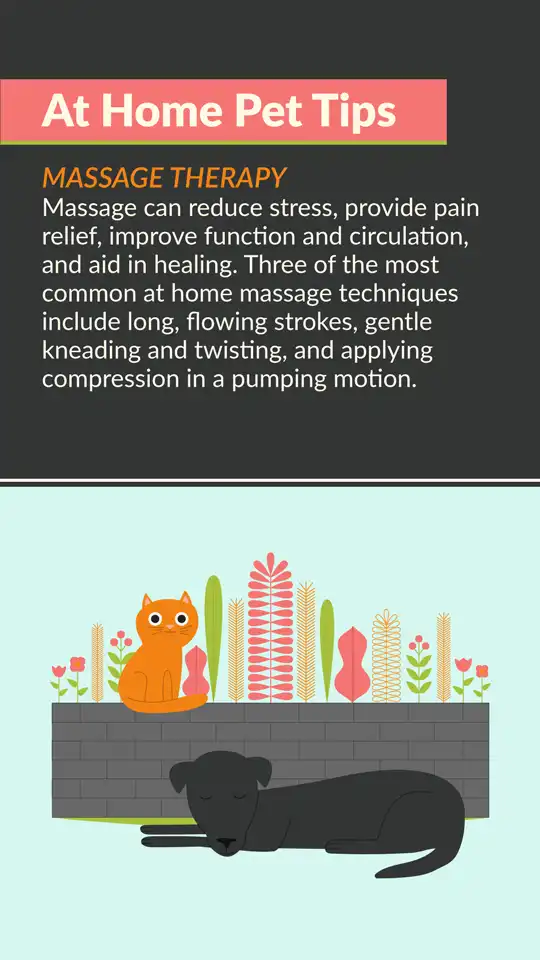 Home Pet Tips  Massage Therapy