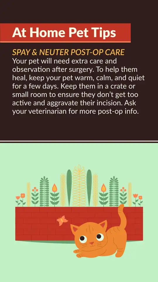 Home Pet Tips  Spay Neuter