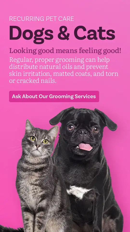 Veterinary  Dog And Cat 1