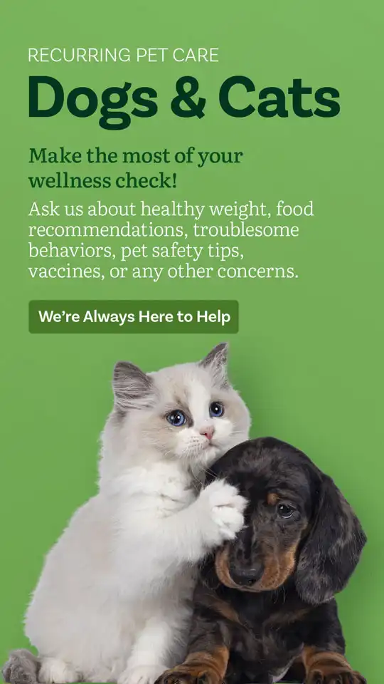 Veterinary  Dog And Cat 2