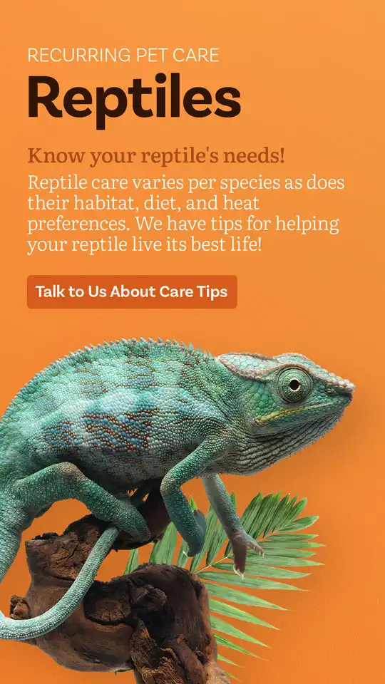 Veterinary  Reptiles
